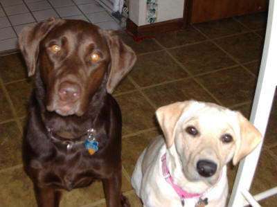 My Pups - Mr. Tobi & Miss Lola